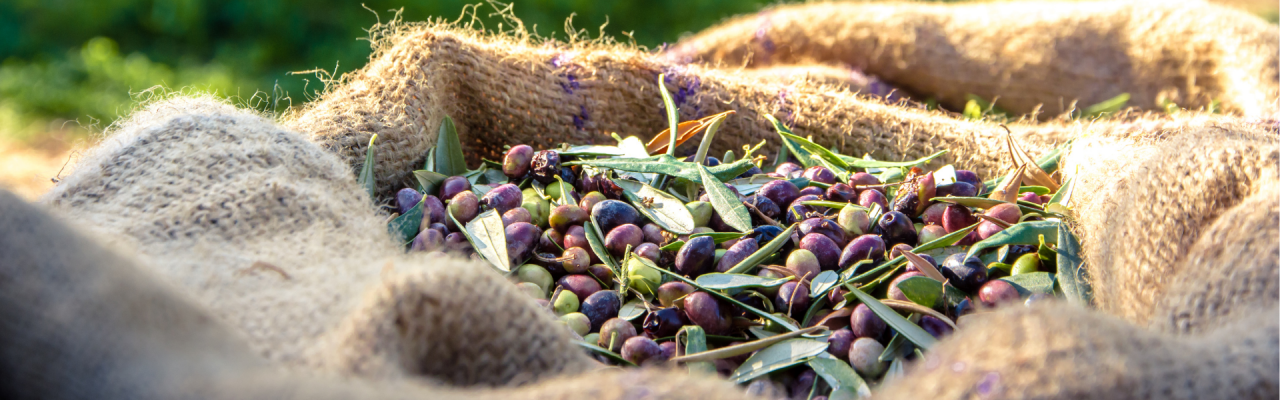Zeytinyağı Rehberi: Zeytin ve Zeytinyağı Çeşitleri